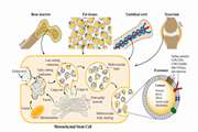 وزیکول‌های خارج سلولی مشتق از سلول‌های بنیادی مزانشیمی در بیماری‌های مفصلی: اثرات درمانی و مکانیسم‌های زمینه‌ای